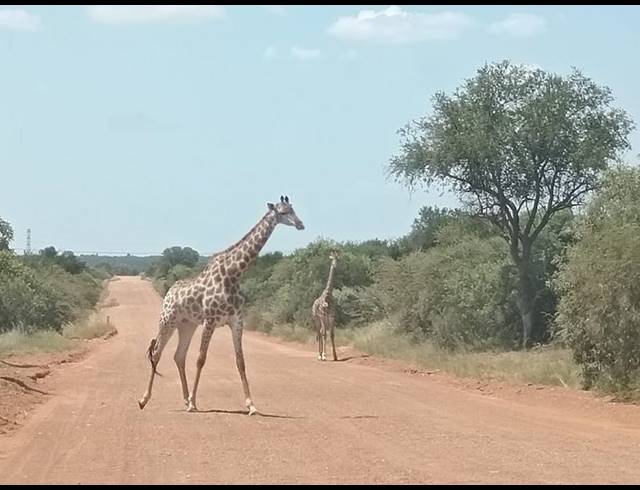 FARM FOR SALE IN DINOKENG GAME RESERVE